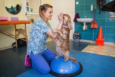 AniCura Gliwicka Przychodnia Weterynaryjna - Weterynarz na Śląsku